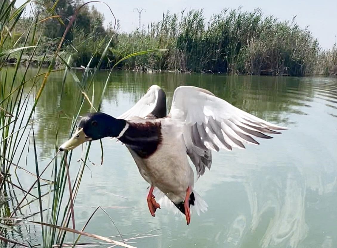 Pato en la Albufera
